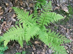 Skogburkne (Athyrium filix-femina)