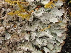 Grå fargelav (Parmelia saxatilis)