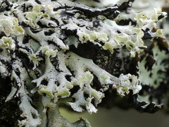 Vanlig kvistlav (Hypogymnia physodes)