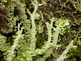 Fnaslav (Cladonia squamosa)