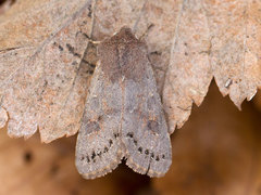 Plettseljefly (Orthosia populeti)