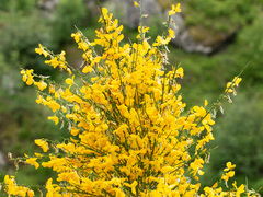 Gyvel (Cytisus scoparius)