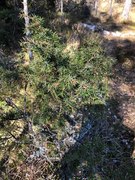 Einerslekta (Juniperus)