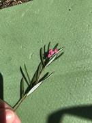 Bog-rosemary (Andromeda polifolia)