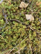 Torvmoser (Sphagnum)