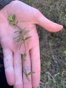 Cowberry (Vaccinium vitis-idaea)