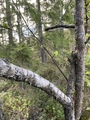 Bjørk (Betula pubescens)