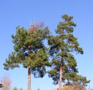 Sibirfuru (Pinus sibirica)