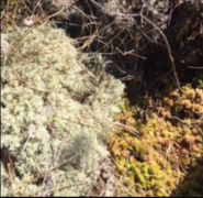 Lys reinlav (Cladonia arbuscula)