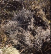 Grå reinlav (Cladonia rangiferina)