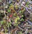Bjørnemoser (Polytrichum)