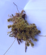 Torvmoser (Sphagnum)