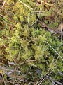 Moser (Bryophytes)