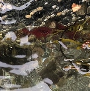 Red algae (Rhodophyta)