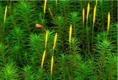 Moser (Bryophytes)