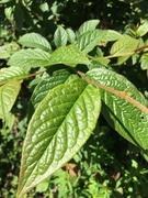 Bulkemispel (Cotoneaster bullatus)