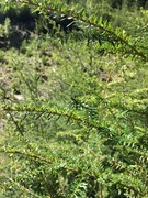 Vestamerikansk hemlokk (Tsuga heterophylla)