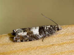 Hvitflekket kveldvikler (Epinotia demarniana)