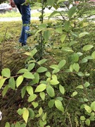 Bulkemispel (Cotoneaster bullatus)