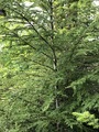 Vestamerikansk hemlokk (Tsuga heterophylla)