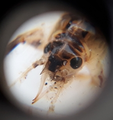 Innsjøduskgjelledøgnflue (Ephemera vulgata)