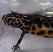 Småsalamander (Triturus vulgaris)