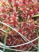 Torvmoser (Sphagnum)