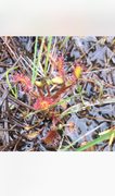 Smalsoldogg (Drosera anglica)