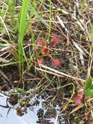 Smalsoldogg (Drosera anglica)