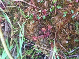 Smalsoldogg (Drosera anglica)