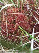 Rødtorvmose (Sphagnum rubellum)