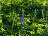 Hagelupin (Lupinus polyphyllus)