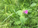 Rynkerose (Rosa rugosa)