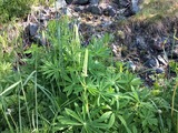 Hagelupin (Lupinus polyphyllus)