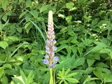 Hagelupin (Lupinus polyphyllus)