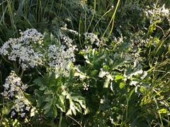 Tromsøpalme (Heracleum persicum)