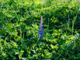 Hagelupin (Lupinus polyphyllus)