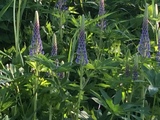 Hagelupin (Lupinus polyphyllus)