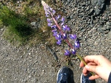 Hagelupin (Lupinus polyphyllus)