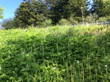 Hagelupin (Lupinus polyphyllus)