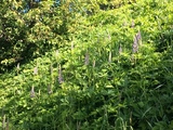 Hagelupin (Lupinus polyphyllus)