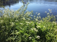 Tromsøpalme (Heracleum persicum)