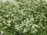 Tromsøpalme (Heracleum persicum)