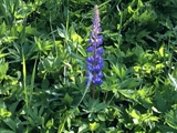 Hagelupin (Lupinus polyphyllus)