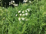 Tromsøpalme (Heracleum persicum)