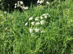 Tromsøpalme (Heracleum persicum)