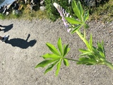 Hagelupin (Lupinus polyphyllus)