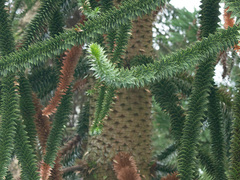 Apeskrekktre (Araucaria araucana)