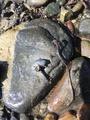Tanglopper (Amphipoda)
