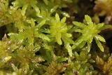 Torvmoser (Sphagnum)